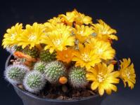 Thumbnail of 1632_Rebutia fabrisii aureiflora_20120502(1).jpg